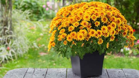 Planting Potted Mums Outdoors As Year Round Perennials