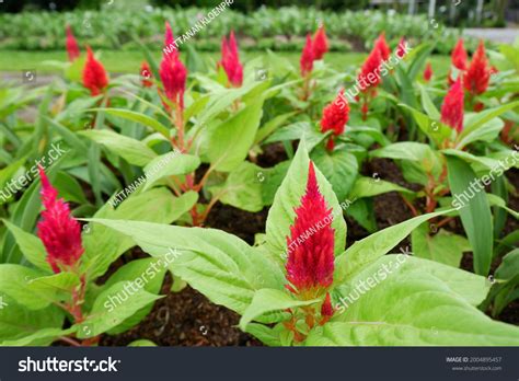 Celosia Pampas Plume Celosia Plant Family Stock Photo 2004895457 ...