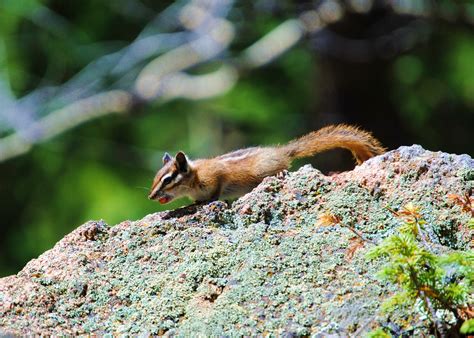 Colorado Animals