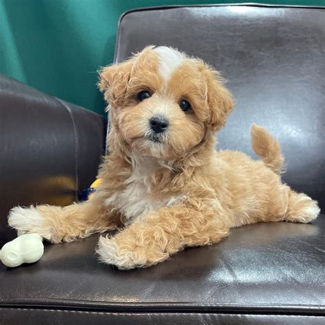 Maltipoo Dogs For Salemaltipoo Dogs For Sale Near Me