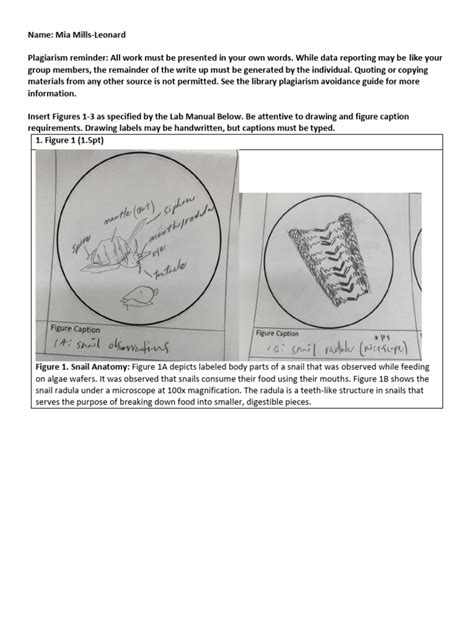 Lab 5 Mollusks Write Up Pdf Anatomy