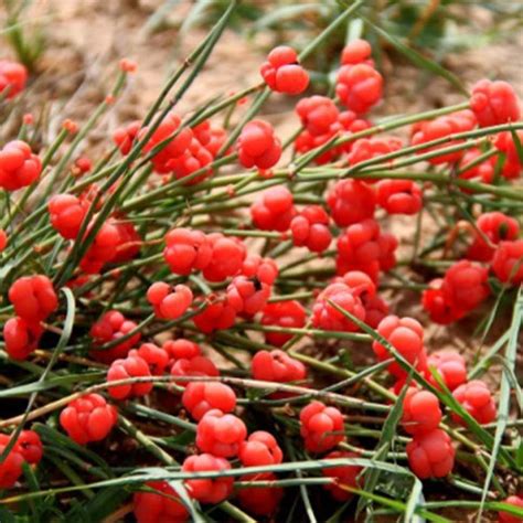 Ephedra Sinica And Ma Huang Seeds Heyou Seeds