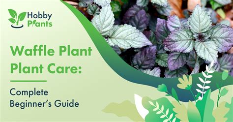 Calandiva Plant Care And Growing Guide