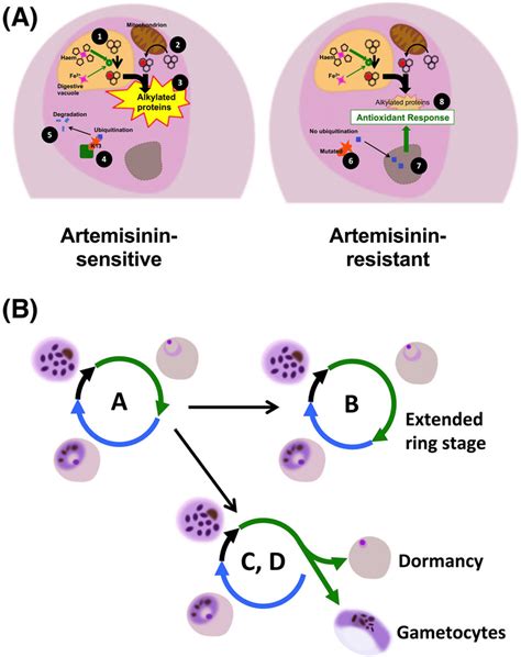 Proposed mechanisms of artemisinin resistance. (A) Relevant biochemical... | Download Scientific ...