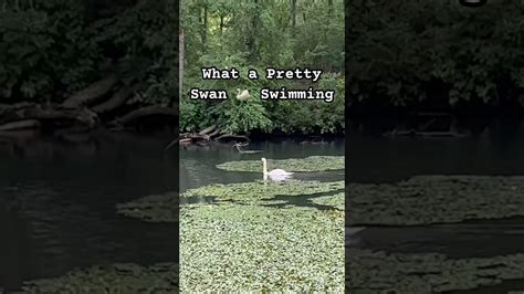 Swimming Swan Swan Swans Birdwatching Youtube