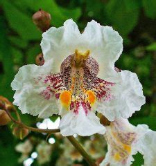Flowers That Look Like Vulva Flowers That Look Like Vagina