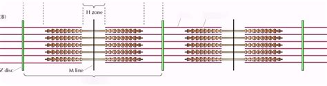 Diagram Of Sliding Filament Theory Quizlet