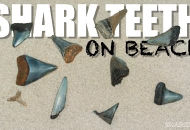 how to find sharks gta 5