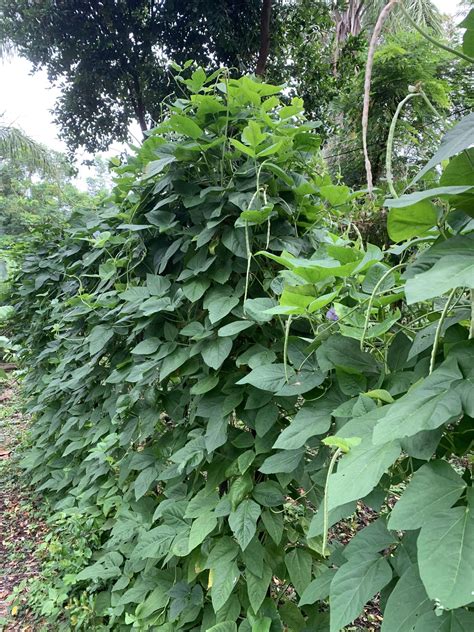 Cowpea- A Diverse Group of Florida Friendly Super Beans - Cody Cove ...