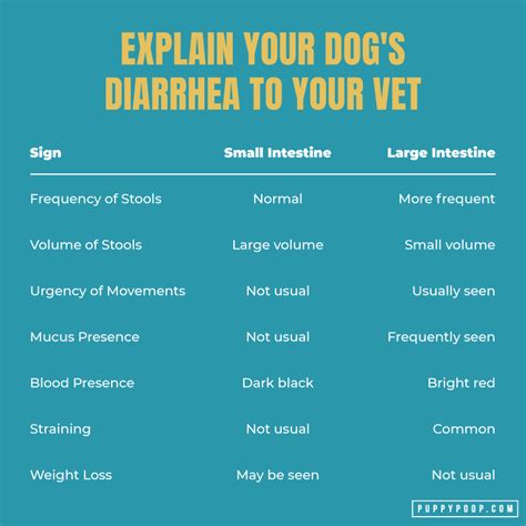Causes Of Dog Diarrhea To Keep Your Dog Healthy