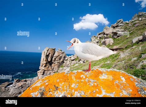 Cornish Coastal Scenery Near Cape Cornwall Uk Stock Photo Alamy