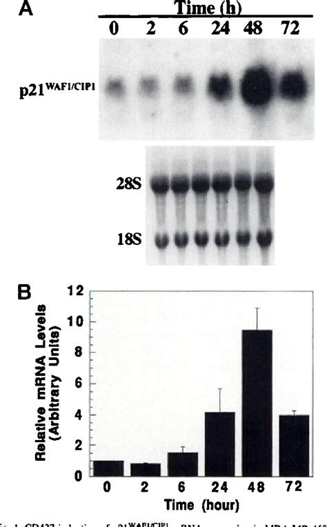 PDF Posttranscriptional Regulation Of 21 WAF 1 CIP 1 Expression