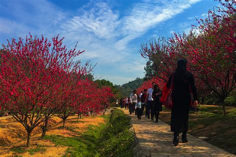 【南国桃园桃花谷摄影图片】生态摄影qz41807379太平洋电脑网摄影部落