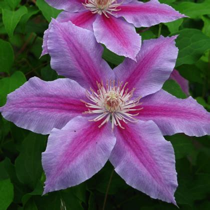 Clematis Dr.Ruppel - Clematis Westphal