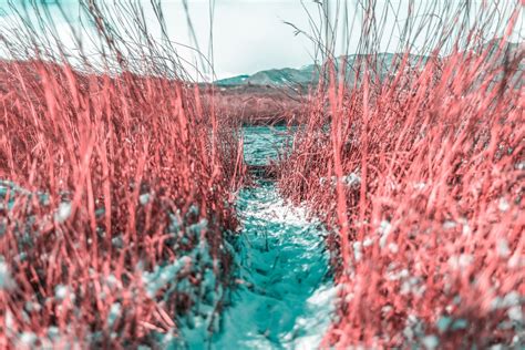 Краснотал растение - фото и картинки: 55 штук