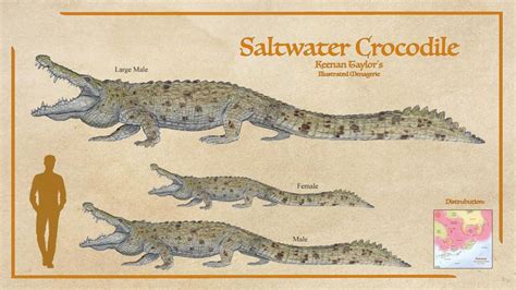 Saltwater Crocodile Size