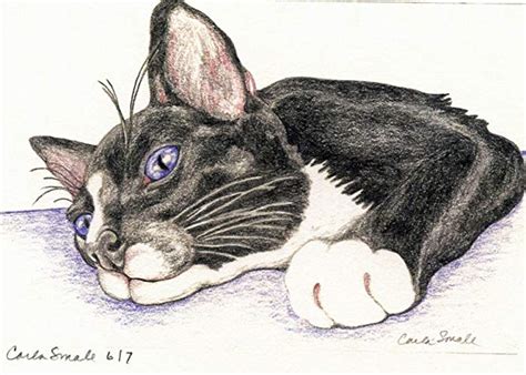 how to draw a tuxedo cat