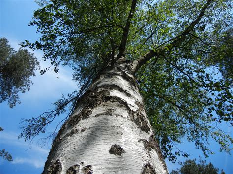 Birke Foto & Bild | pflanzen, pilze & flechten, bäume, laubbäume Bilder ...