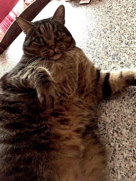 Touched His Fat Ass R Chonkers