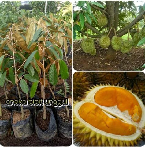 Jual Super Bibit Buah Durian Tembaga Okulasi Super Di Lapak Mitra