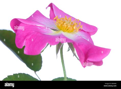 Nearly Wild Rose Stock Photo Alamy