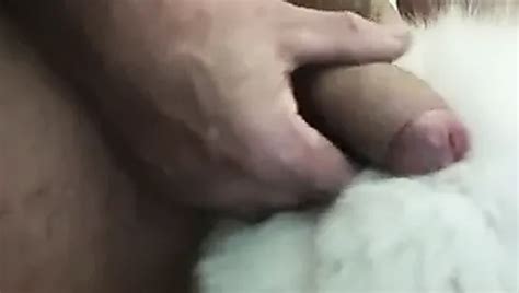 Arctic Fox Fur Stroke Free Stroke Porn Xhamster