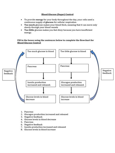 Blood Glucose Homeostasis Flowchart | PDF