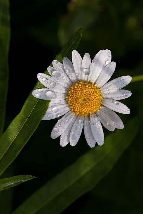 Pin by Лариса Буцан on Страшно красиво | Flower phone wallpaper ...