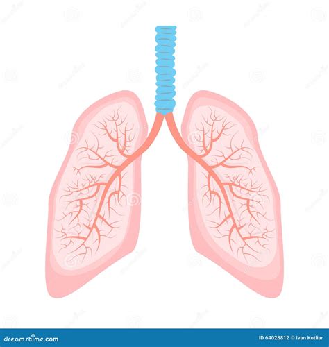 Human Lung Illustration Stock Vector Illustration Of Organ