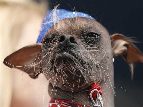 Ugly Mugly Wins Ugliest Dog Contest : The Two-Way : NPR