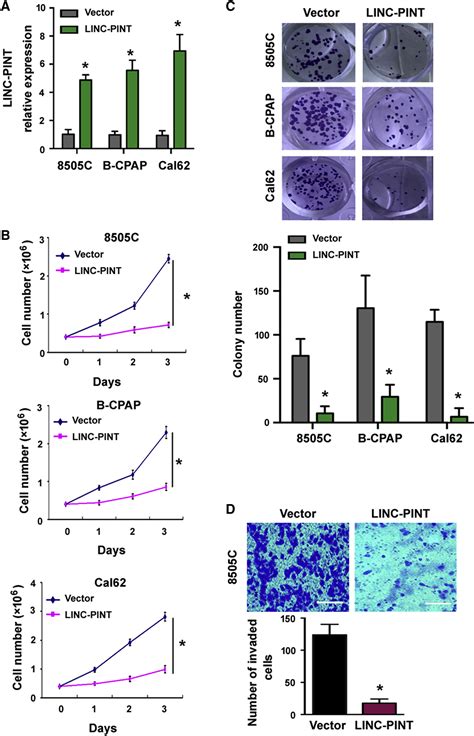 Linc Pint Suppresses The Aggressiveness Of Thyroid Cancer By