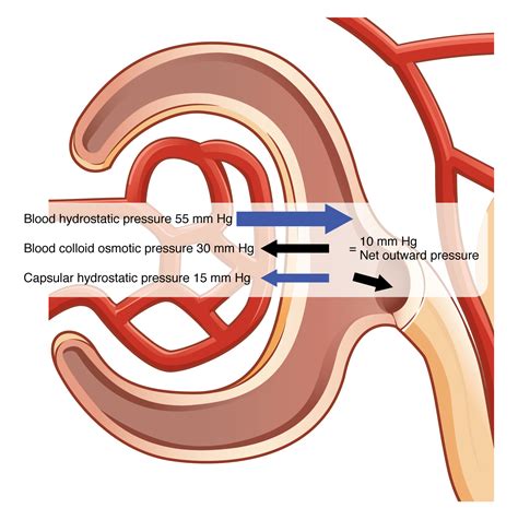 Glomerular Filtration Rate Gfr Basic Human Physiology
