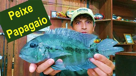 Peixe Papagaio Espécies de Peixes do Brasil YouTube