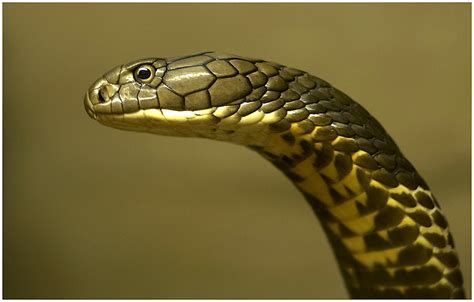 Snakes of India: Venomous or Non-Venomous
