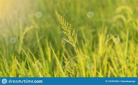 Weeds In Rice Royalty Free Stock Image 147941584
