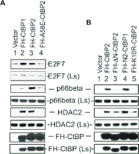 Unique Interaction Of Ctbp With P Beta A Role Of Ctbp Hydrophobic