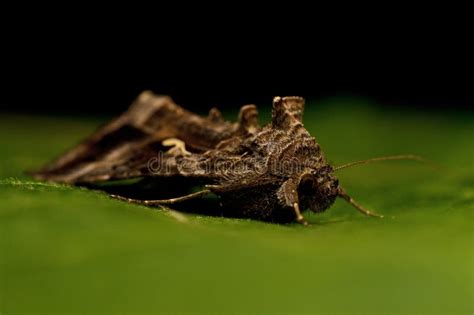 Gammafly Autographa Gamma Stock Photo Image Of Insects 45335104