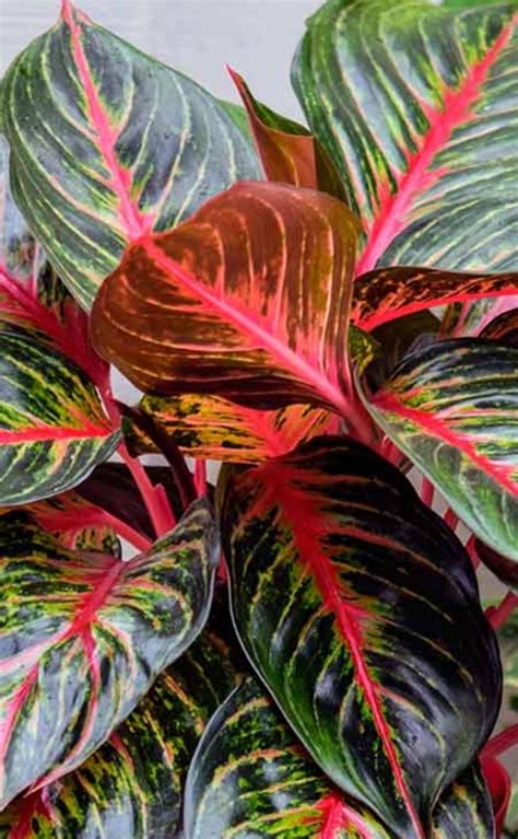 Аглаонема – описание, уход в домашних условиях, виды