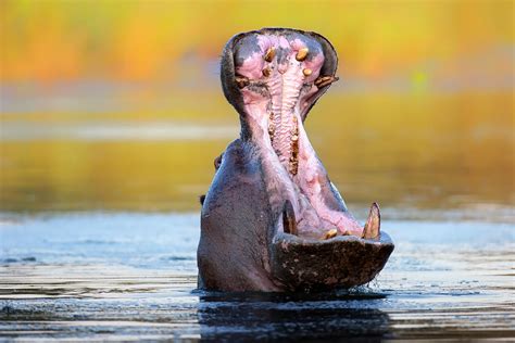 Hippopotamus displaying aggressive behavior Photograph by Johan Swanepoel