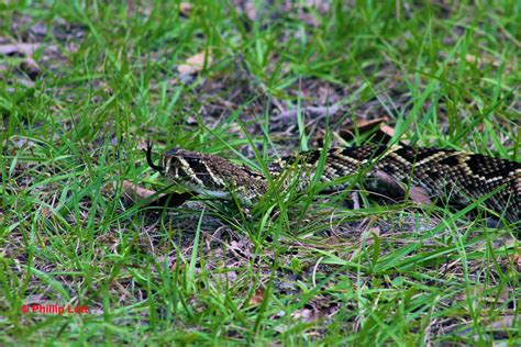 Diamondback Rattlesnake - Phillip's Natural World