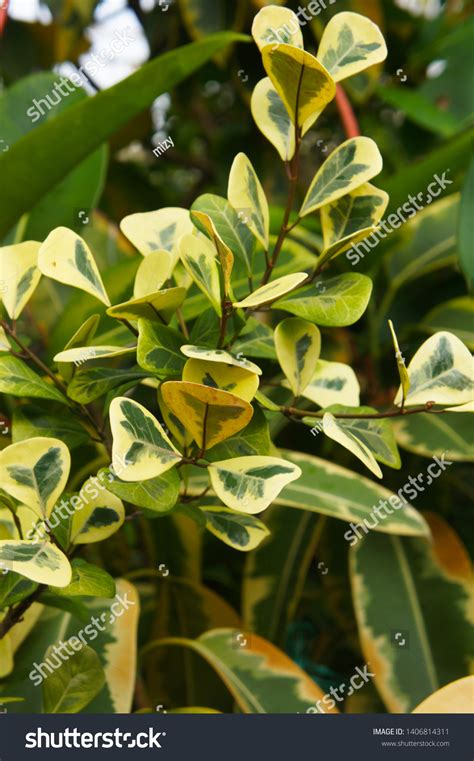 Ficus Diversifolia Variegata Green Plant Foto Stok 1406814311 Shutterstock