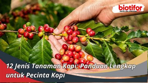 12 Jenis Tanaman Kopi Panduan Lengkap Untuk Pecinta Kopi