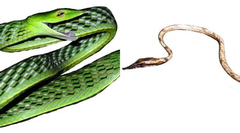 Iisc Researchers Discover Five New Species Of Vine Snakes In Peninsular