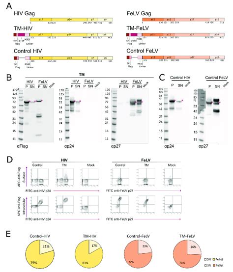 Design And Characterization Of Hiv And Felv Fusion Proteins A