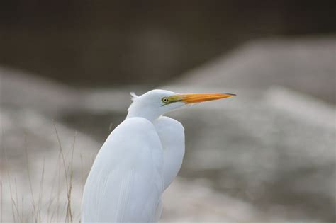 Bird Egret Animal Free Photo On Pixabay Pixabay