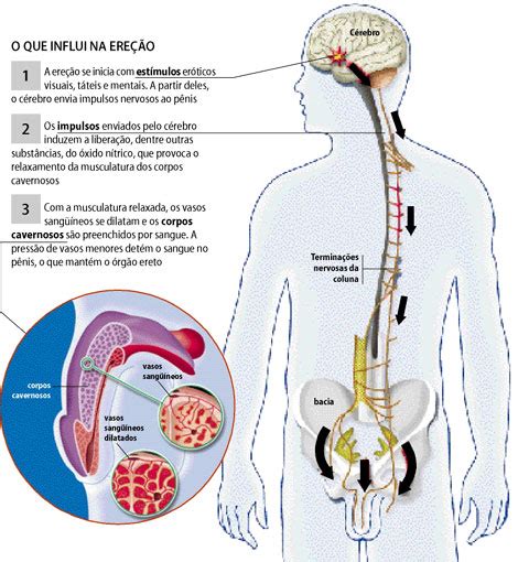 Ereção O Que é Como Ocorre Parte 1 4 Iup