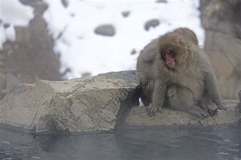 Snow Monkey Sitting Next To A Hot Spring Surrounded By Snow Stock Photo Image Of Spring Eyes