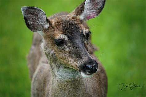 Black Tailed Deer Ketchikan Alaska Photograph By Dee Omer Fine Art