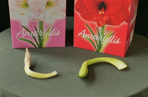 Your Online Amaryllis Hippeastrum Headquarters