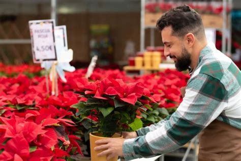 Un jardinero desvela los trucos para que la Flor de Pascua dure todo el año